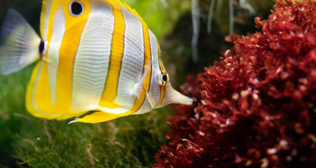 Check out our special Genoa Aquarium, and book your 4-star stay at an exclusive price!